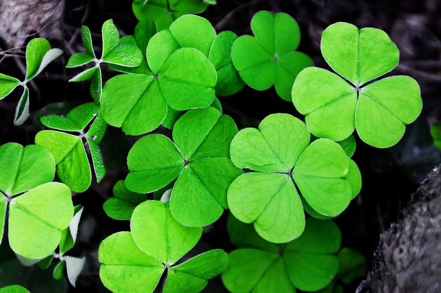 Koniczyna Shamrock