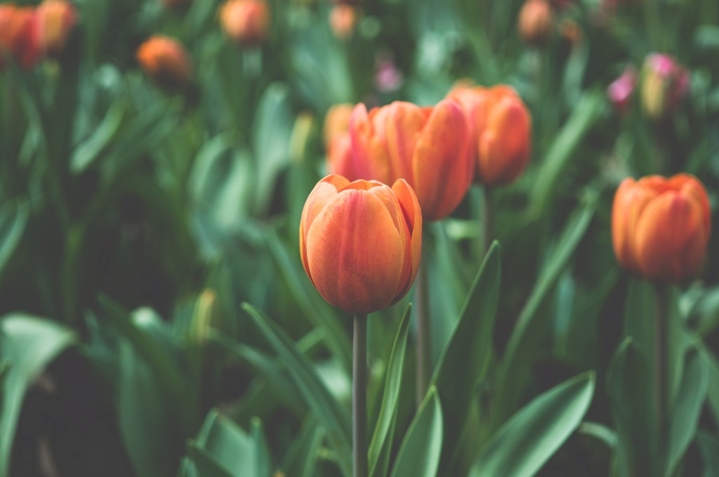 spring_website-1024x680